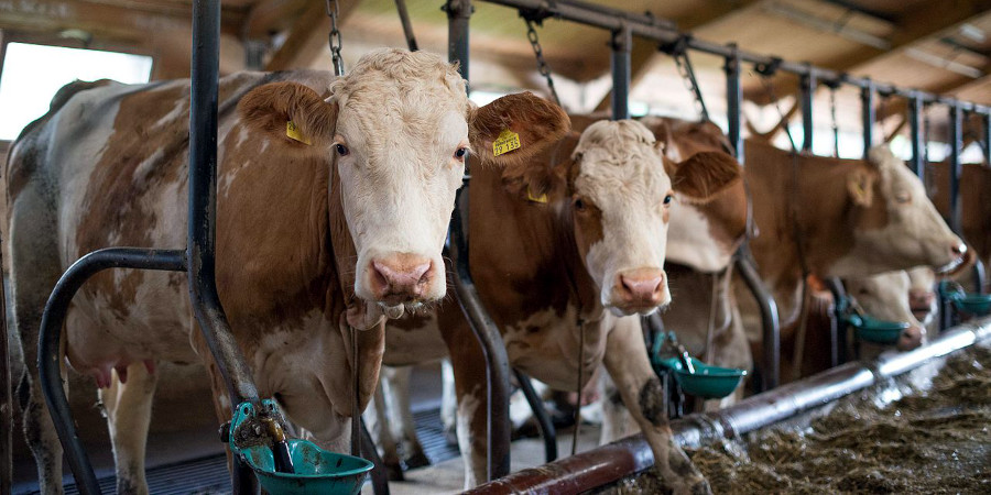 File source: https://commons.wikimedia.org/wiki/File:Cows_(28417744262).jpg